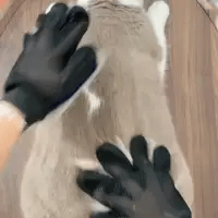 Le Gant de Toilettage Magique